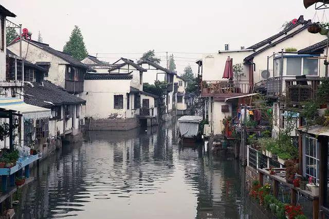 逃离橡子树种植地